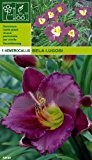 Hemerocallis - Taglilie Bela Lugosi (1)