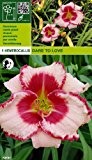 Hemerocallis - Taglilie Dare To Love (1)