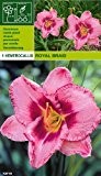 Hemerocallis - Taglilie Royal Braid (1)