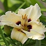 Hemerocallis Taglilie Uri Winniford - 4 pflanzen