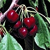 Herz-Kirsche 5 Samen (prunus avium) Cherry Sweet