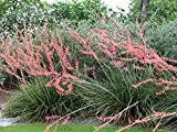 Hesperaloe parviflora - Rot blühende Yucca - verschiedene Größen (90-110cm - Topf Ø 33cm)