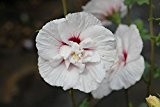 Hibiscus China Chiffon (Garteneibisch China Chiffon®) 40-60cm / 3l oder 5l-Container (Laubgehölze, Hibiskus)