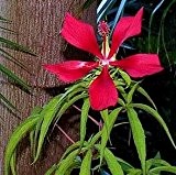 Hibiscus coccineus 5 Samen, Scharlach-Hibiskus (Hibiscus Texas RedStar)