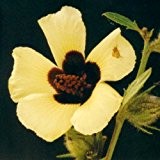 Hibiscus diversifolius - gelber Hibiskus - 10 Samen