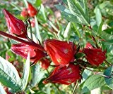 Hibiscus sabdariffa, Rosella, Roselle, Afrikanische Malve, 10 exotische Samen