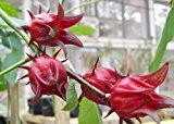 Hibiscus Sabdariffa rubra - Rosella - 5 Samen