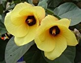 Hibiscus tiliaceus - Hibiskus - 10 Samen