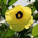 Hibiscus tiliaceus, Seideneibisch, gelbe tolle Farbe, 10 frische Samen