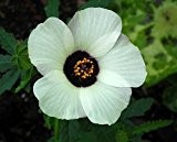 Hibiscus trionum - Hibiskus - Stundenblume - 5 Samen
