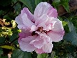Hibiskus 'Lady Stanley' - Hibiscus syriacus 'Lady Stanley' - Blütengehölz