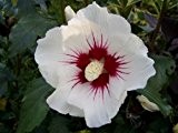 Hibiskus 'Red Heart' - Hibiscus syriacus 'Red Heart' - Blütengehölz