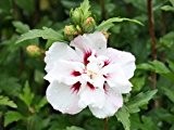 Hibiskus 'Speciosus' - Hibiscus syriacus 'Speciosus' - Blütengehölz