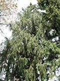 Himalaja-Fichte (Picea smithiana) 50 Samen **Bis 60 Meter**