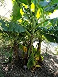 ★★ Himalaya Banane ★★ 10 Samen -musa sikkimensis -Robust und Frosthart-