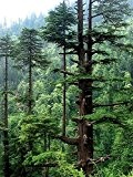 Himalaya-Zeder -Cedrus deodara- -Winterhart- 10 Samen **Bis zu 35 Meter hoch**