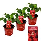 Himbeer-Erdbeere - Set mit 3 Pflanzen - Fragaria - Ausgefallene Sorte für Liebhaber des Besonderen