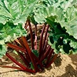 Himbeer-Rhabarber Pflanze - rotstielige Rhabarberstaude von Pflanzen-Kölle im 3 Liter Topf - Rheum Rhabarbarum 'Emsjuwel'