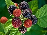 Himbeere 'Black Jewel' - Rubus id.'Black Jewel' - dunkelfruchtige Himbeersorte