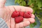 Himbeere Primeberry® Autumn Belle® - 12cm-Topf, gut durchwurzelte Pflanzen