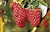 Himbeere Primeberry® Autumn Best® - 12cm-Topf, gut durchwurzelte Pflanzen