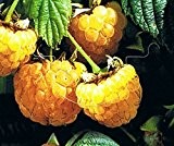 Himbeere - Rubus idaeus - Fallgold - süße Sommerhimbeere, zweimal tragend