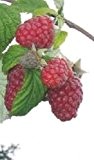 Himbeere - Rubus idaeus - Meeker - süß und aromatische Sommerhimbeere