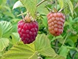 Himbeere 'Schönemann' - Sehr ertragreiche Fruchtsorte
