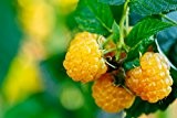 Himbeerpflanze mit gelben Früchten - Rubus idaeus TwoTimer Sugana® - 50-70cm im 2Ltr. Topf