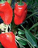 Hinkelhatz Chili, rot, extrem scharf, historische Chilisorte, 10 frische Samen