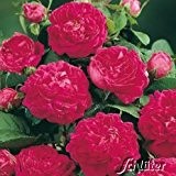 Historische Strauchrose 'Rose de Resht®' - 1 Pflanze