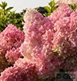 Hochstamm Rispenhortensie Vanille Fraise® 100-125cm - Hydrangea paniculata