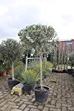Hochstämmiger Olivenbaum 160cm