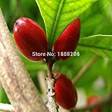 Hochwertige Brombeere Samen und Brombeeren Obstbaum Samen Maulbeere Fruchtsamen gesunde Ernährung - 100 Stück