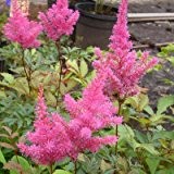 Hohe Prachtspiere ( Astilbe japonica ) ROSA