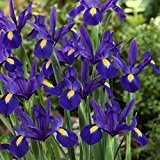 Holländische Iris blau, 7/8, 4x20 Zwiebel