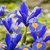 Holländische Iris Discovery - 30 blumenzwiebeln