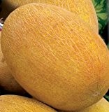 Honigmelone Buharka - Melone - 5 Samen