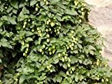 Hopfen - Humulus lupulus - starkwachsende Kletterpflanze von Native Plants