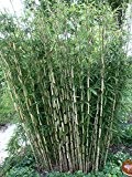 Horstbildender Bambus "Pingwu" (Fargesia robusta) - Winterharte Bambus-Pflanze ohne Ausläufer vom Testsieger Garten Schlüter