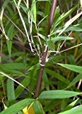 Horstbildender Bambus winterhart - Fargesia fungosa - 25 Samen