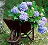 Hortensie Endless Summer 'The Original Blue' (Hydrangea macrophylla) - Blaue Bauernhortensie vom Testsieger Garten Schlüter