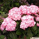 Hortensie Miss Saori weiß-pink - Hydrangea macorphylla / Gartenhortensie winterhart & pflegeleicht, doppelt-gefüllte Blüten - 1 Pflanze vom Testsieger Stiftung ...