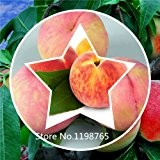 Hot 2016 Dwarf Bonanza Pfirsiche, Pfirsichbaum - Pfirsich Samen - Fruchtsamen Bonsai Samen - 10 Stück