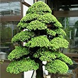 Hot 5 Satz / 100Pcs Heilige der japanischen Zeder Semillas Bonsai Samen leicht Bonsai Home Garten Dekoration Miniascape Samen zu ...
