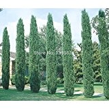 HOT !! 50 ITALIAN CYPRESS (Cupressus sempervirens) Baumsamen, beliebte Gartenpflanze, natürliche Bonsai-Baum Pflanzer