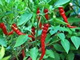 Hot Chili Pfeffer Cayenne Long Red Thin - 50 Samen