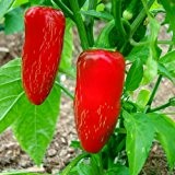 Hot Chili Pfeffer Jalapeno - 25 Samen