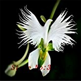 `` `Hot Hot verkaufen100pcs Peru Affe-Gesichts-Orchideen-Blumensamen Phalaenopsis Bonsai Blume Pflanzensamen DIY Hausgarten
