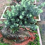 Hot Sale! 100pcs / bag Rare Chinese Podocarpus Seeds 20 verschiedene Bonsai Pinus Baumsamen Garten Novel Pflanzen Anti-Radiation